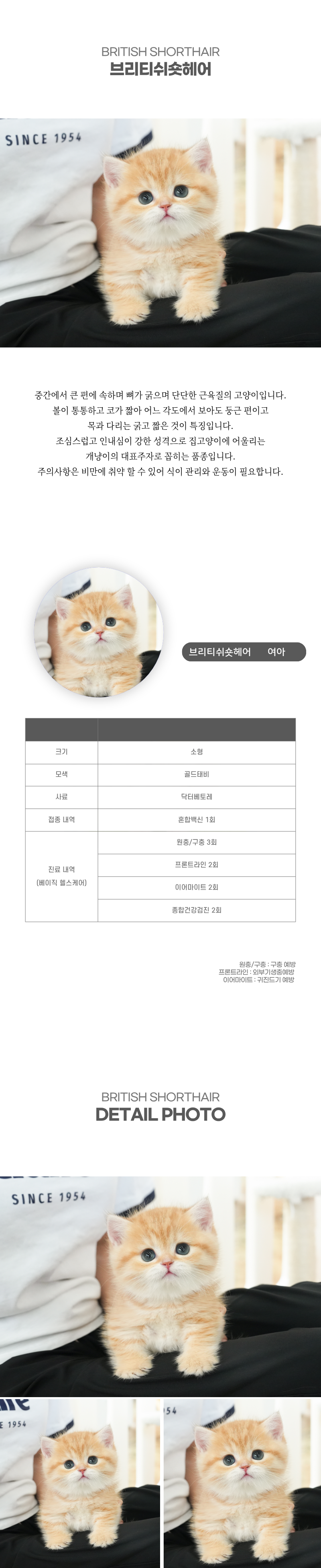 브리티쉬숏헤어_상세이미지_2